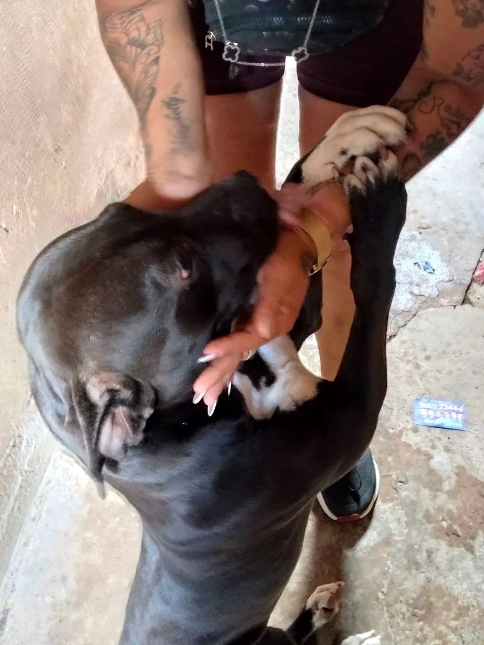 Adoção responsável  - Foto 2