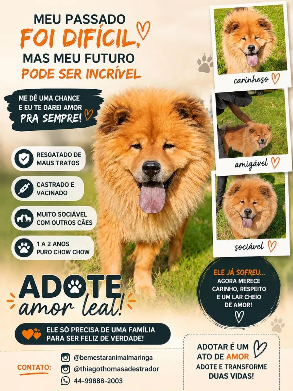 Chow-Chow puro e manso 