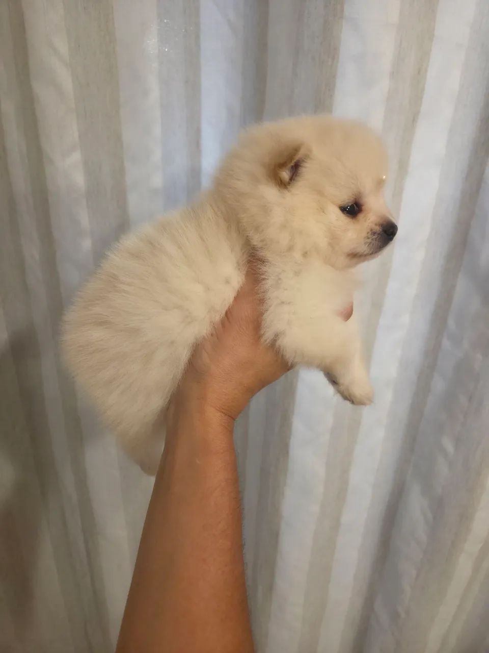 Filhote Lulu Spitz - Foto 4