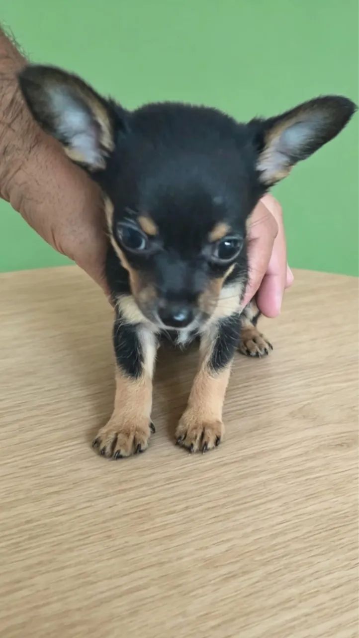 Pinscher 