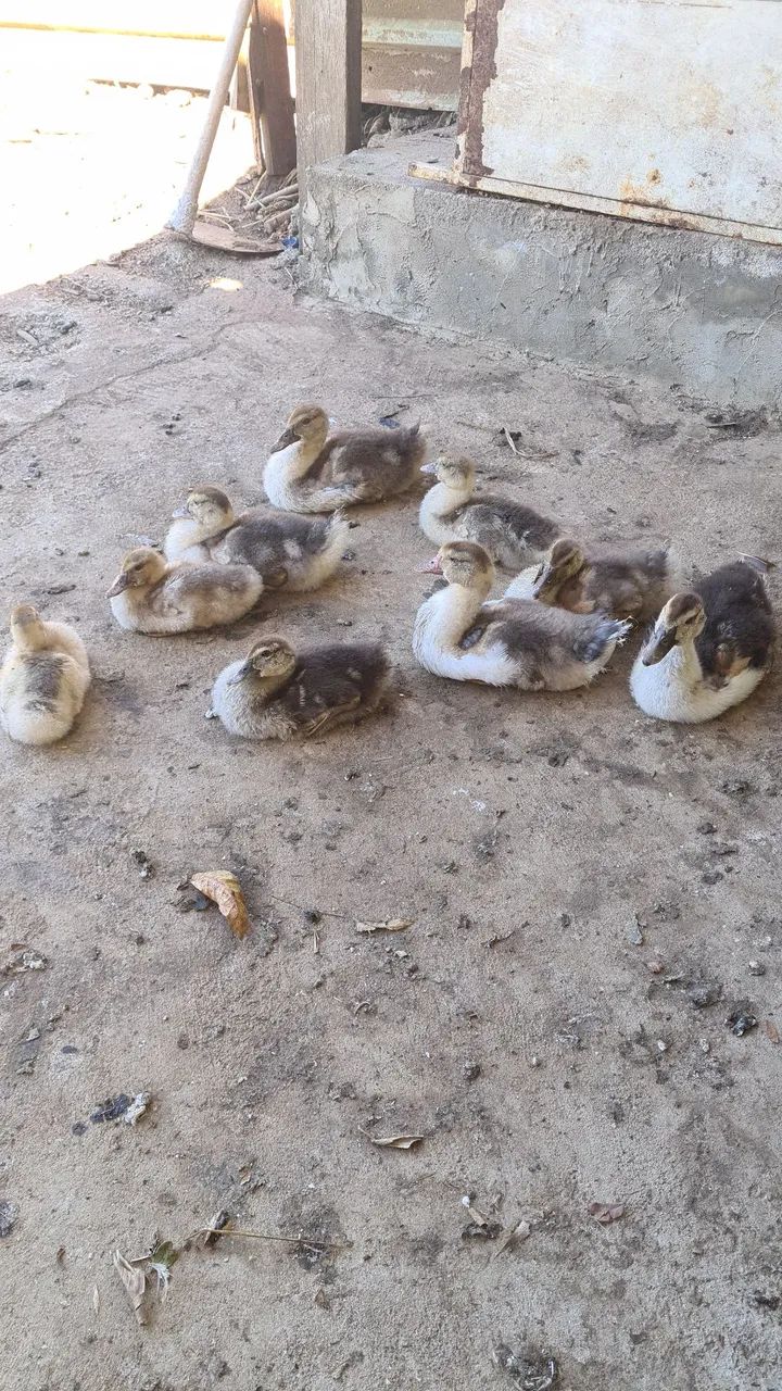 Vende aves
