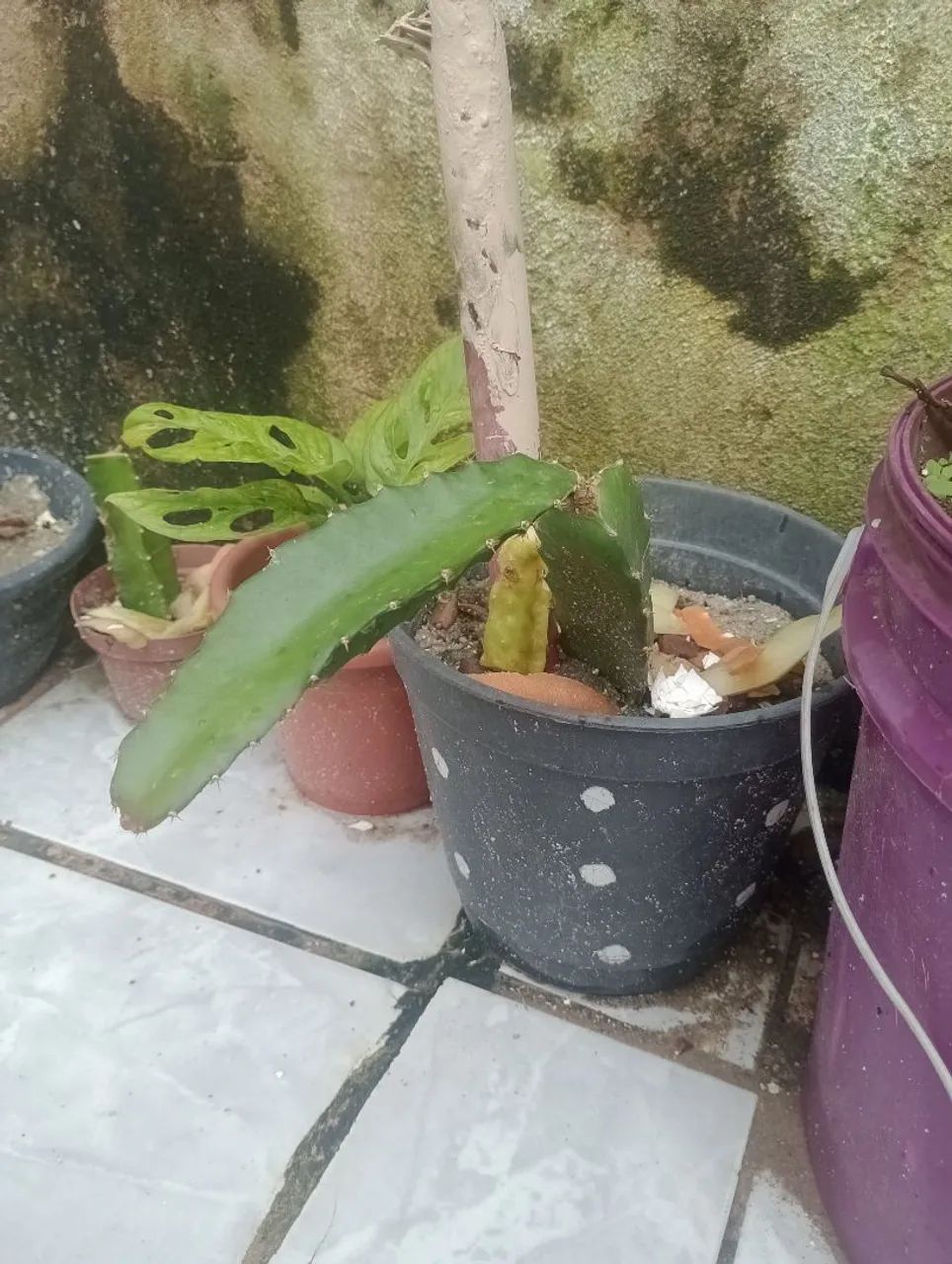 Vendo mudas de pé de pitaya 