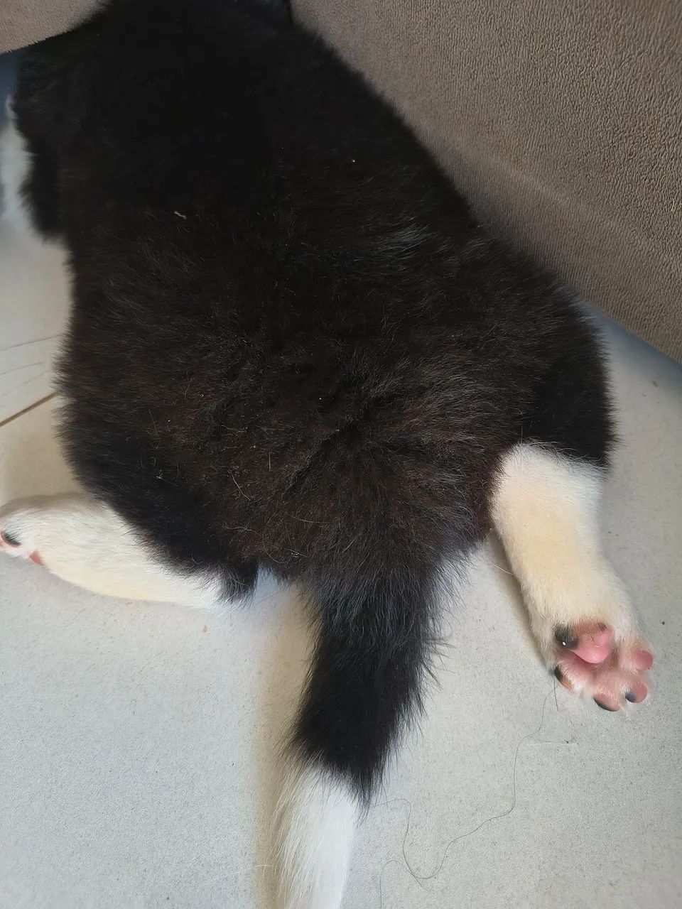 Bodercollie filhotes  - Foto 2