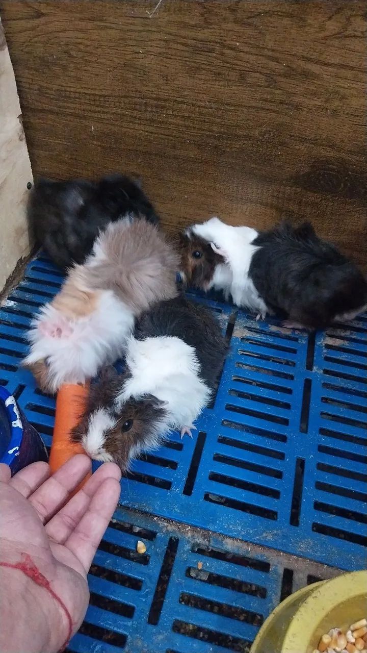 Porquinhos da Índia  - Foto 4