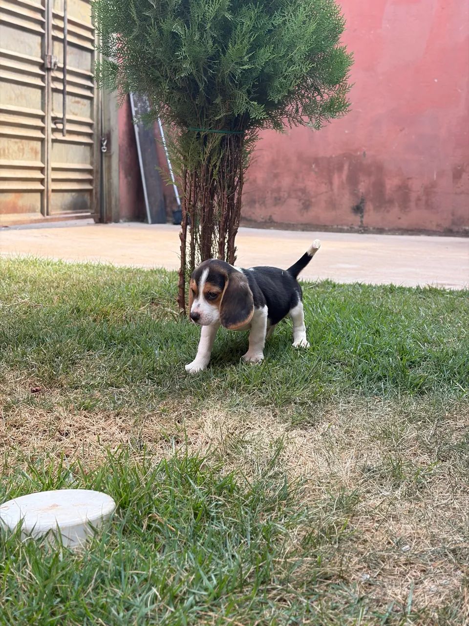 Filhote de beagle macho  - Foto 2