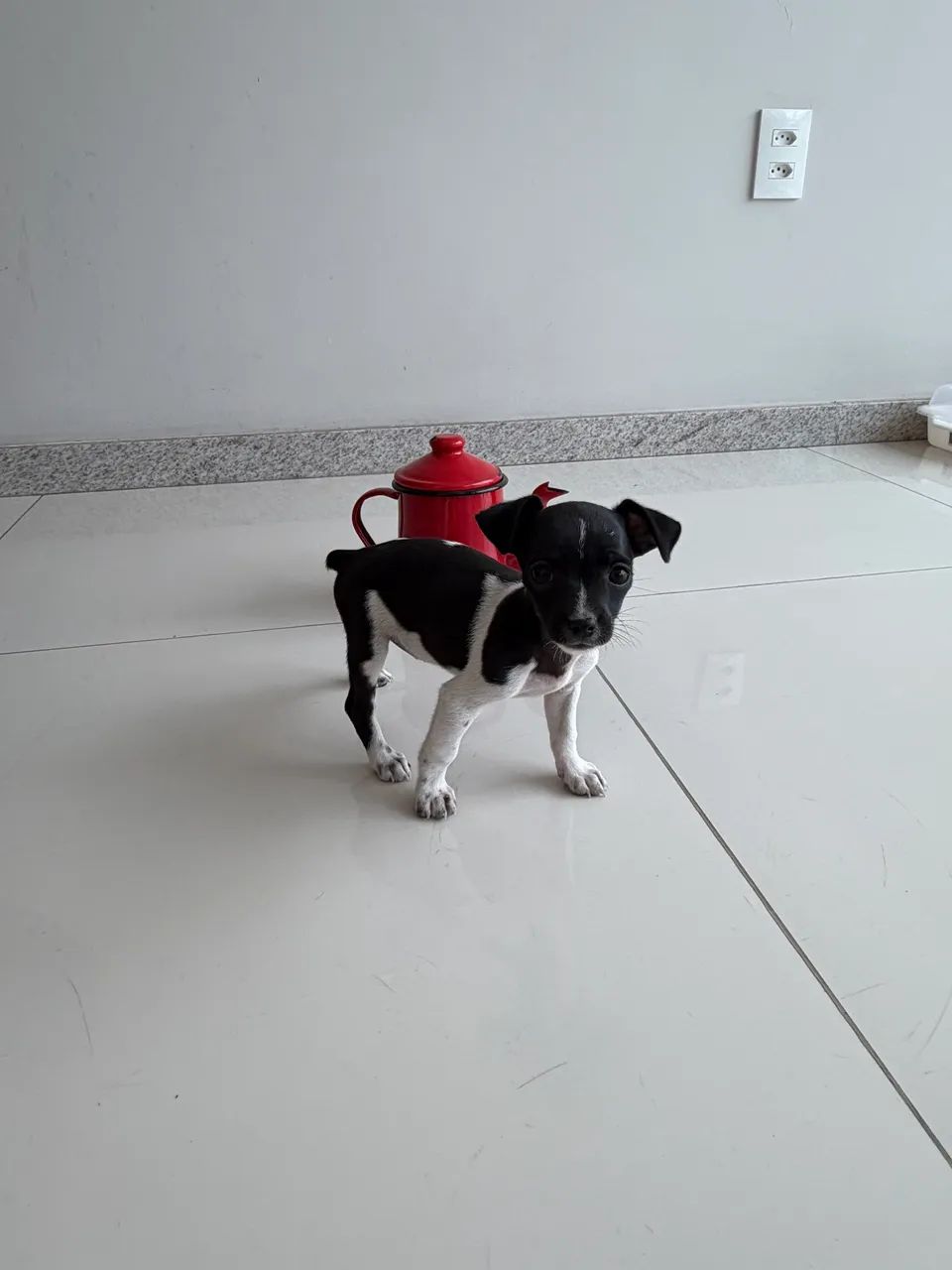 Vendo pinscher zero com 1  - Foto 5