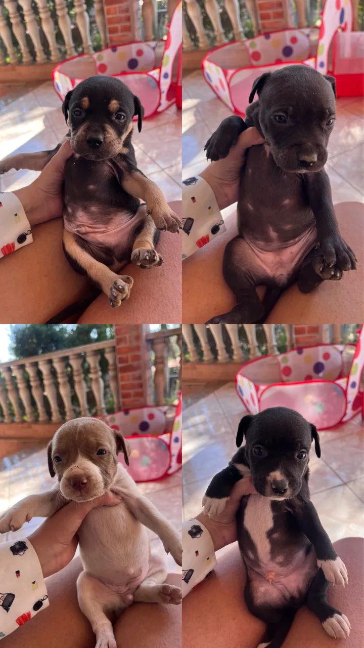 Filhotes de Pitbull 