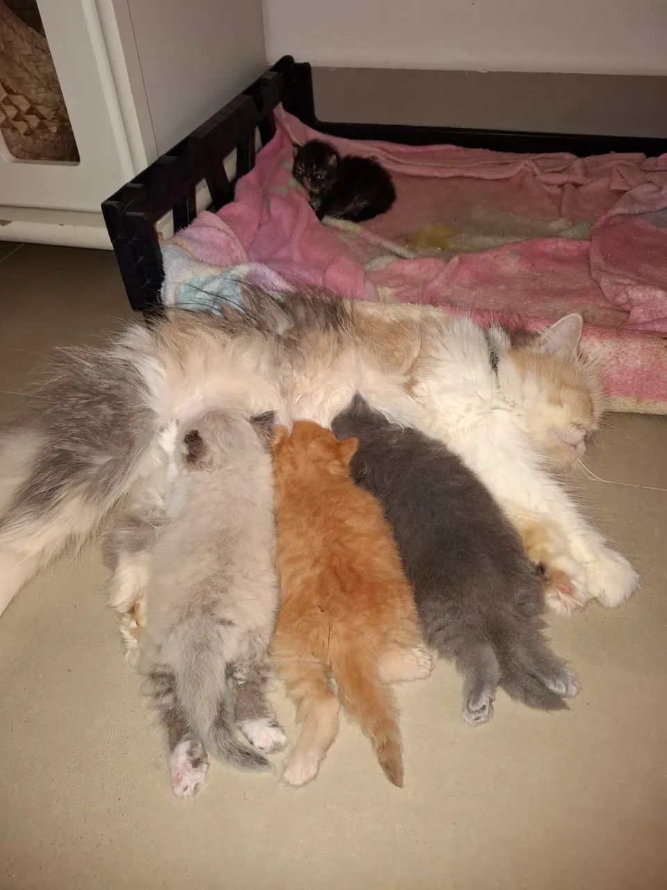 Gatos Persas  - Foto 2