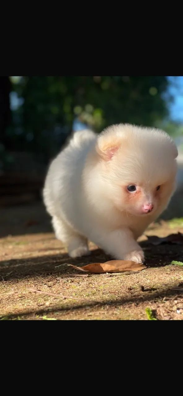 Cachorro  - Foto 3