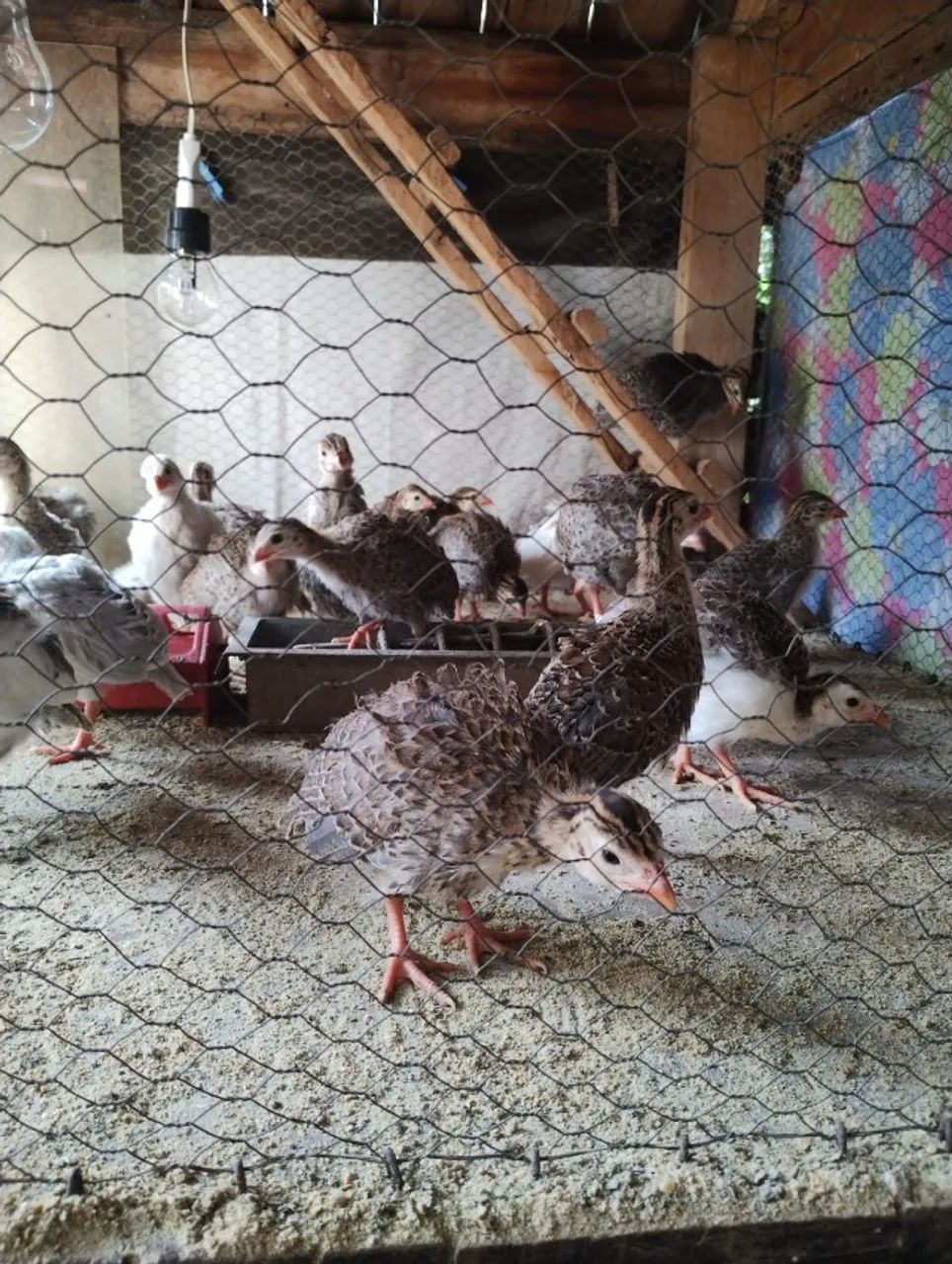 Vende-se aves: diversas raças e tamanhos disponíveis, valores a partir de R$ 15,00 