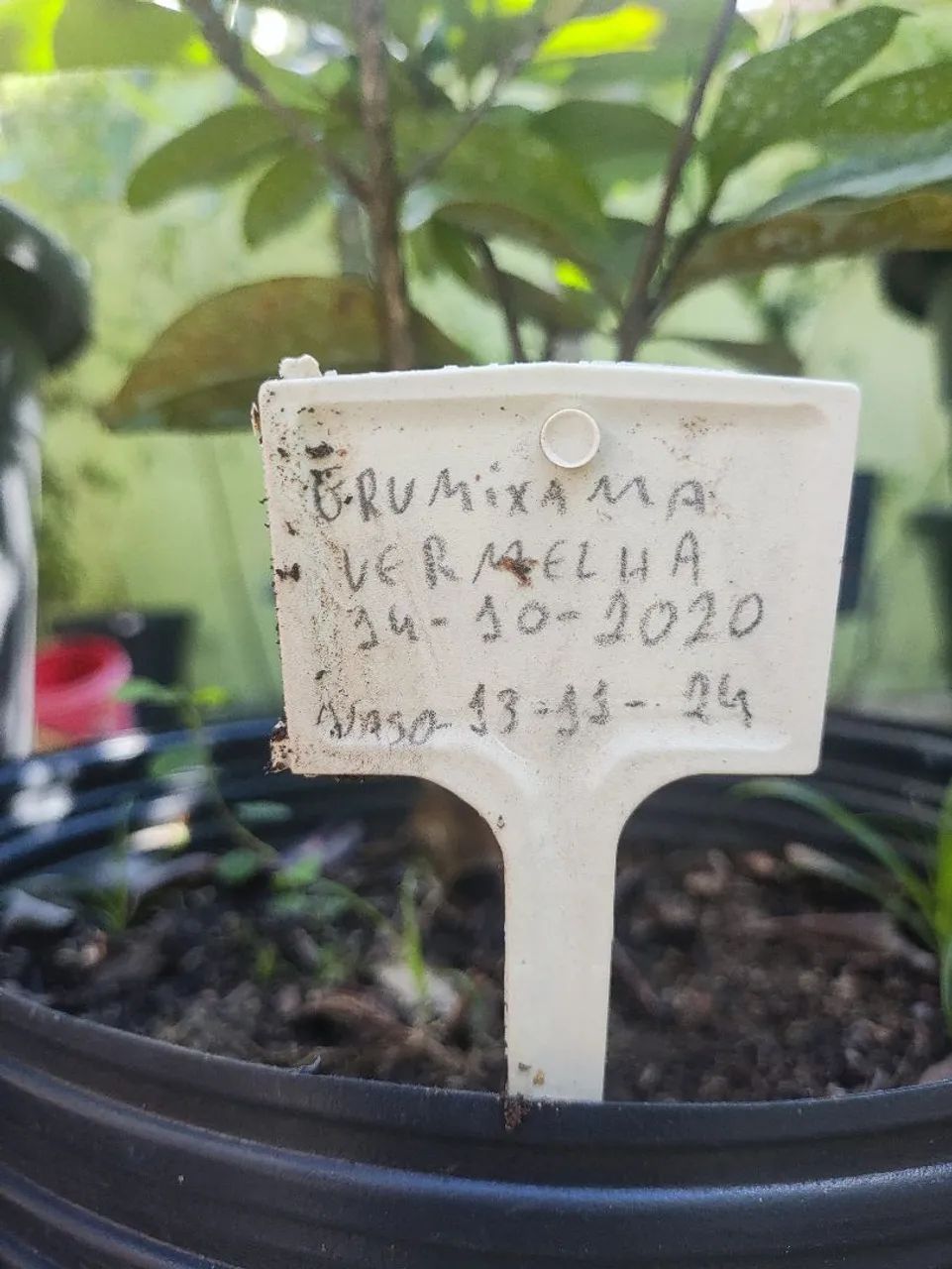 Muda frutífera de grumixama  - Foto 3