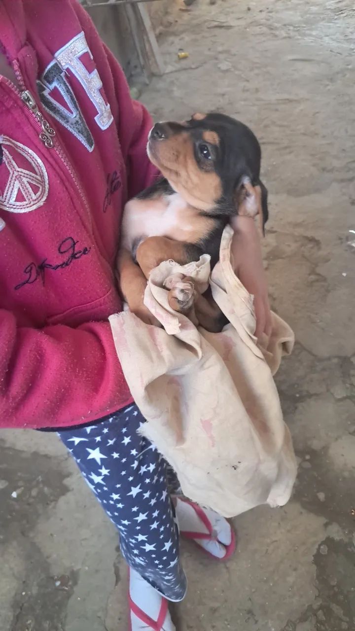 Doação  - Foto 4