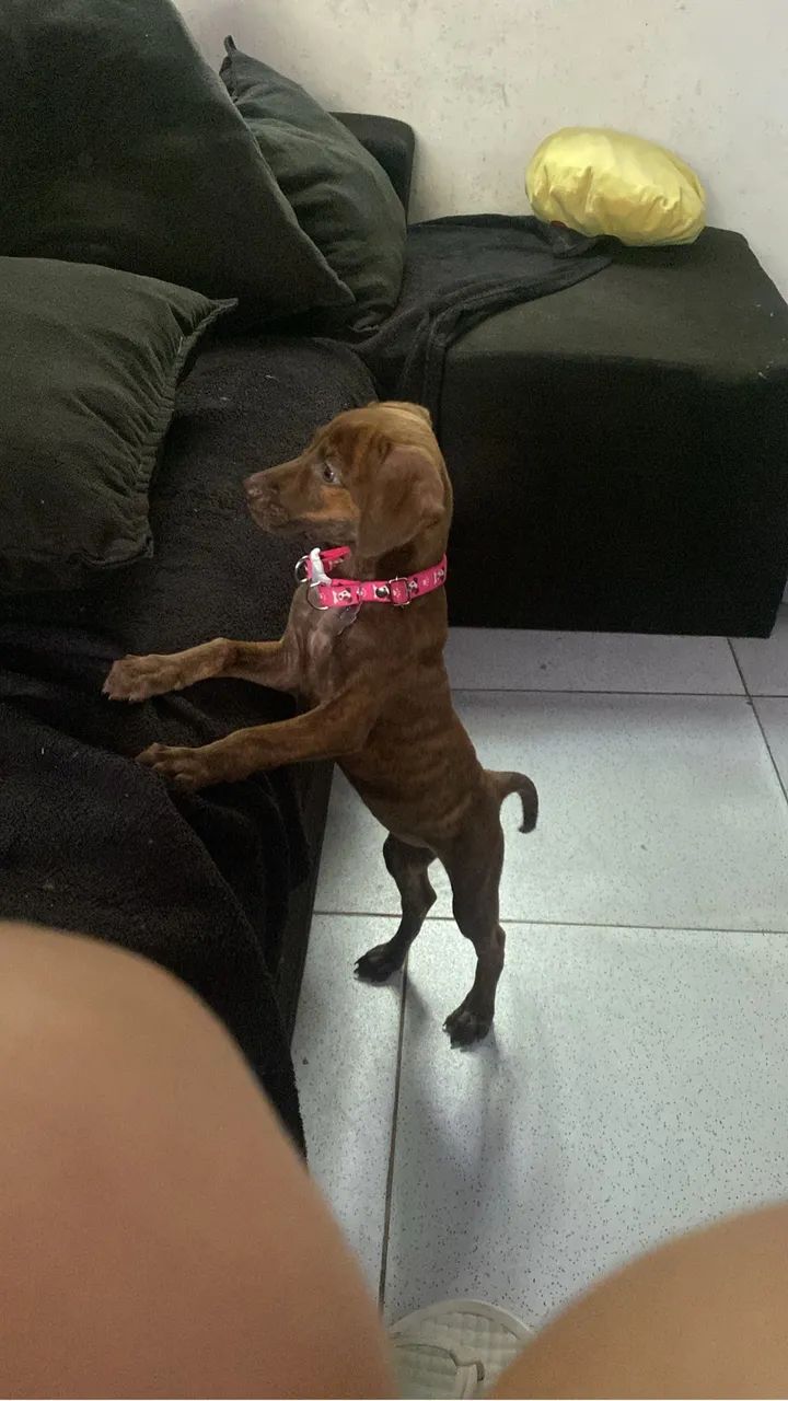 Adoção  - Foto 5