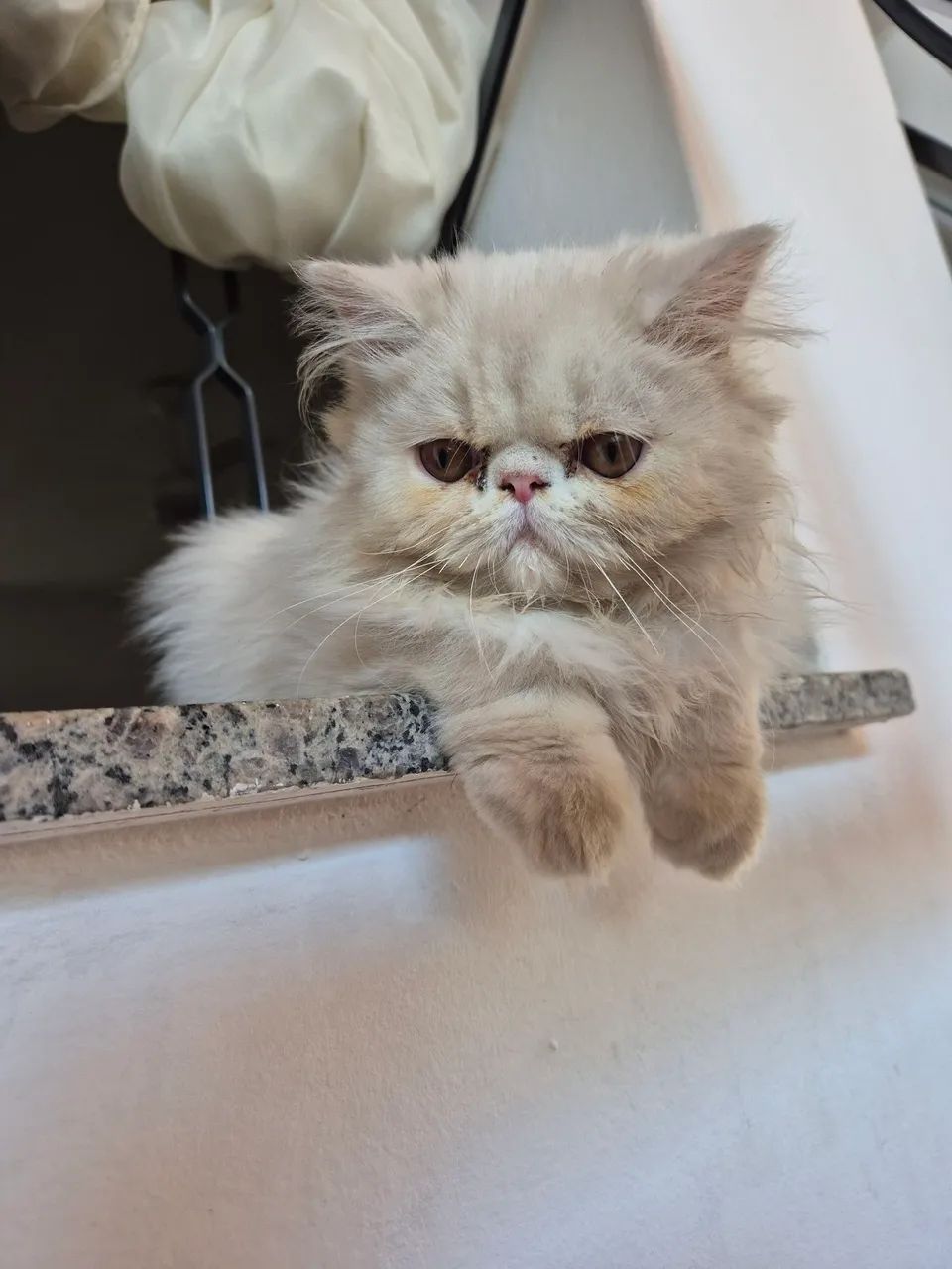 Gato Persa - Foto 2