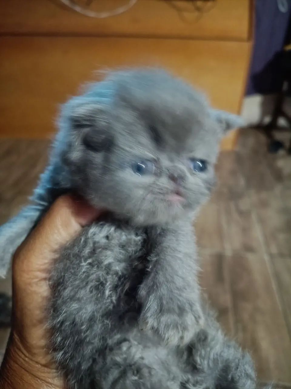 Filhotes de gatos persas - Foto 5