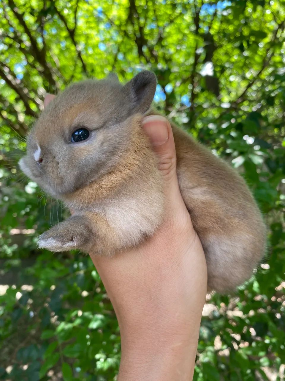 Vendo mini coelho netherland dwarf