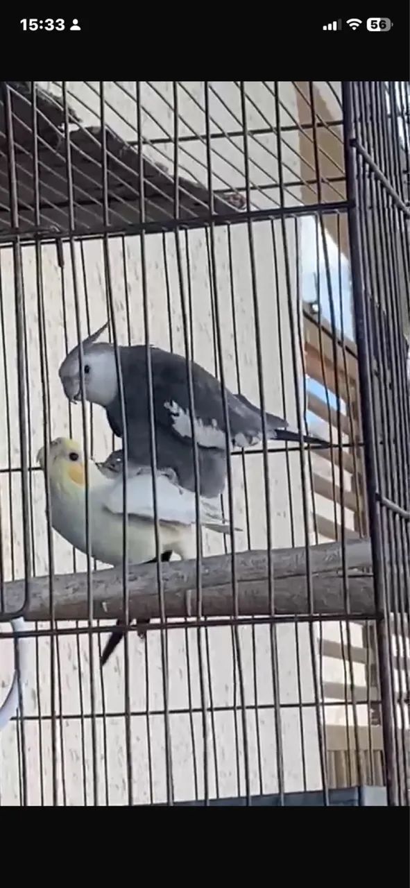 Gaiola 