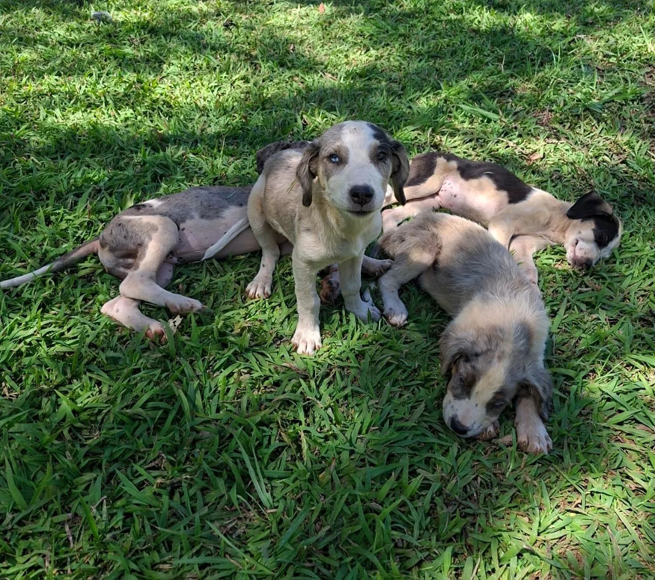 Estou doando esses filhotes  - Foto 4