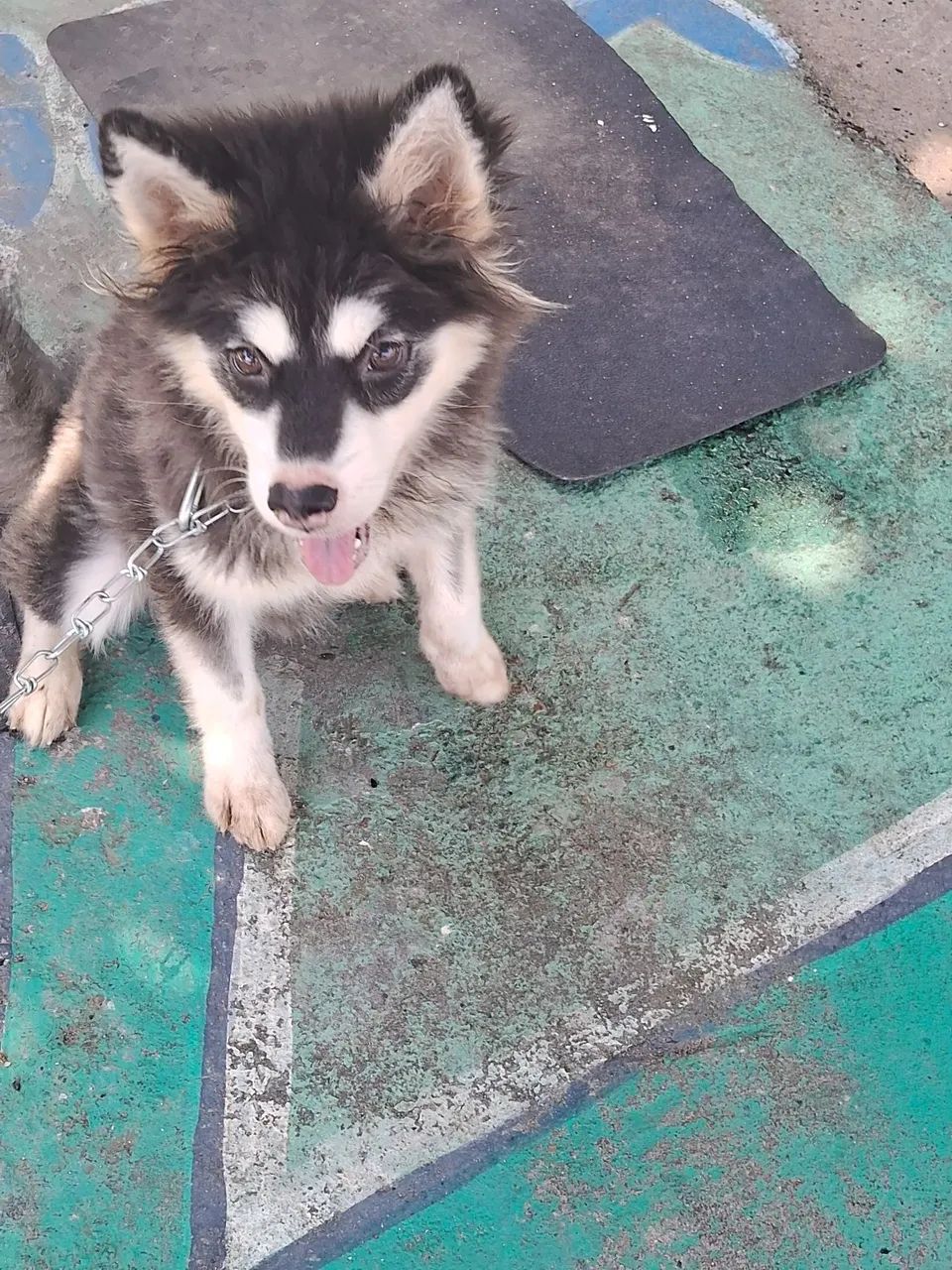 Husky Fêmea  - Foto 2