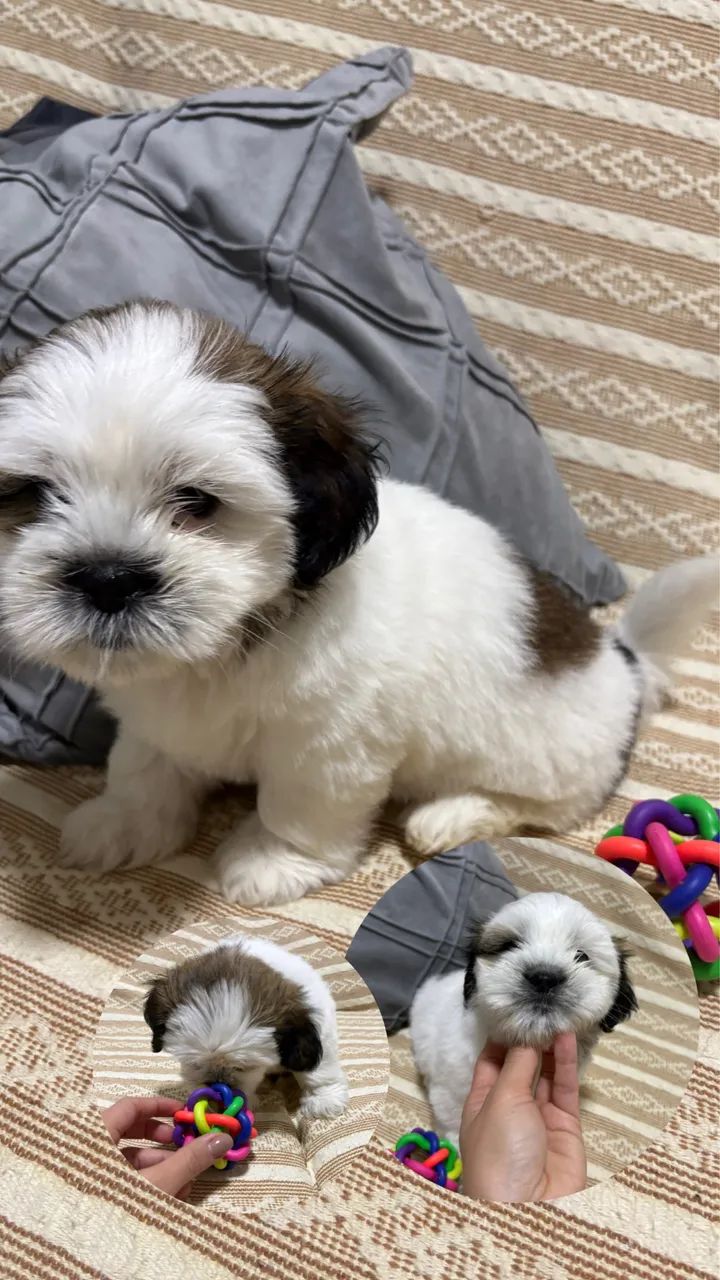 Filhote de shihtzu  - Foto 4