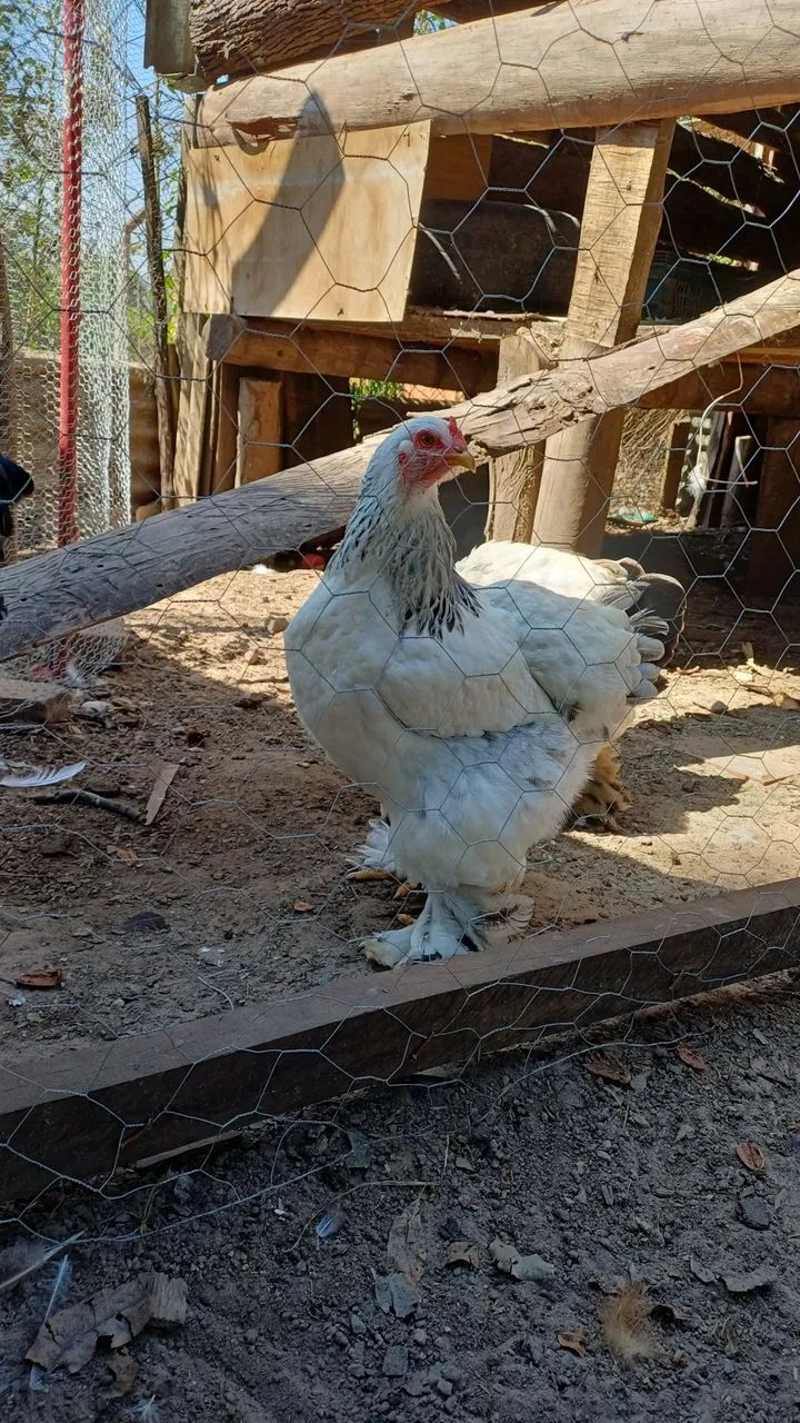 Pintinhos brahma light  - Foto 4