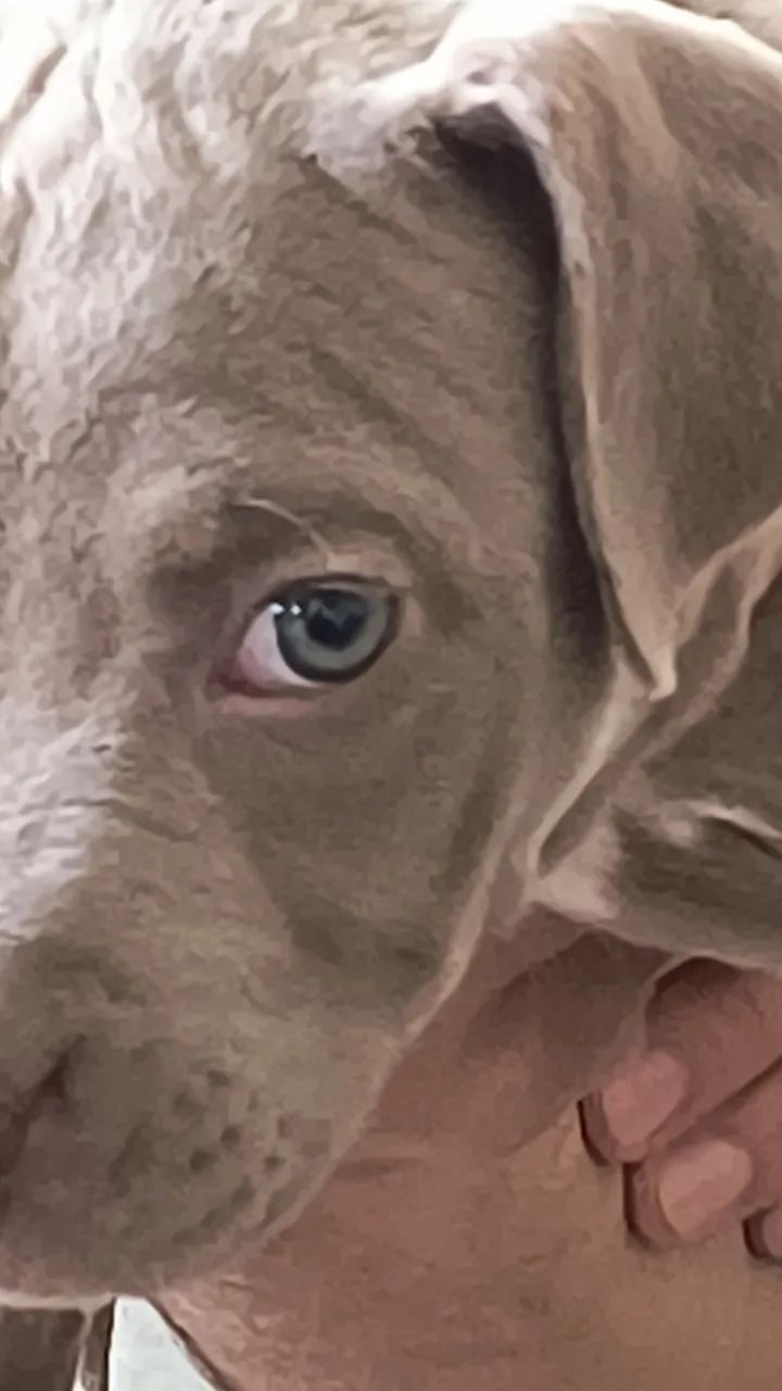 American American Bully - Foto 2