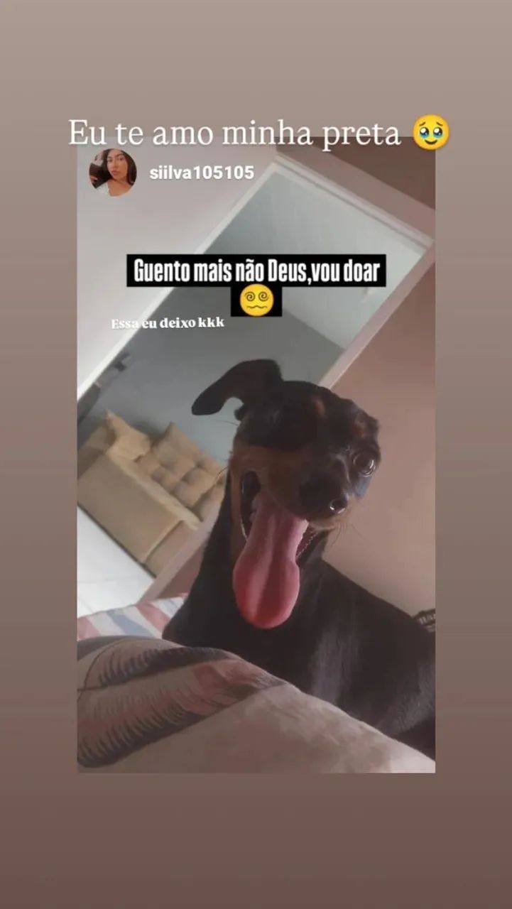 Filhote pinscher 01