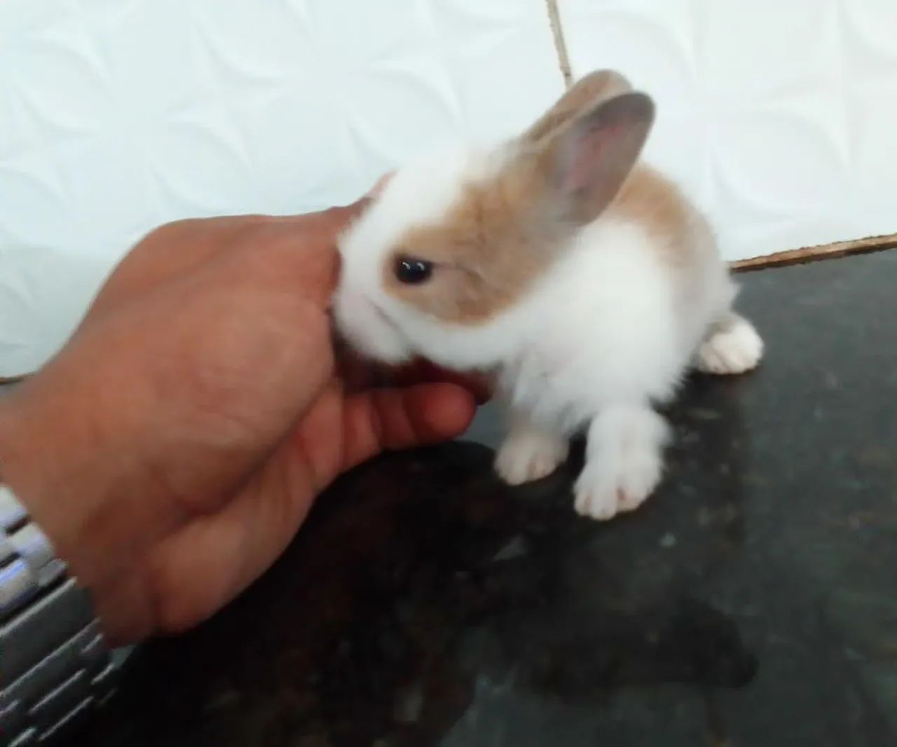 Porquinho da índia peruano a partir de 49,98 - Foto 6