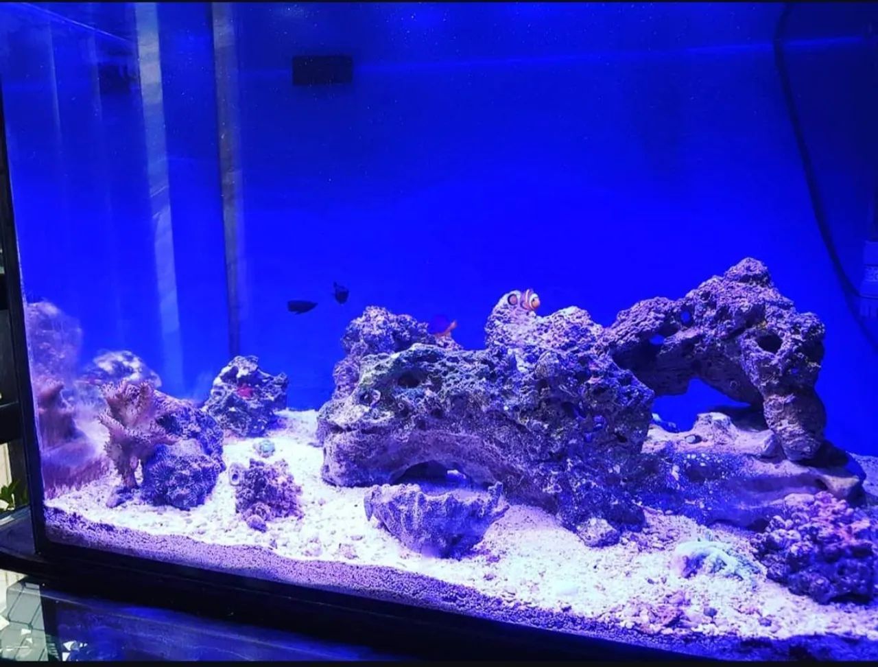 Aquário Marinho c Sump acoplado