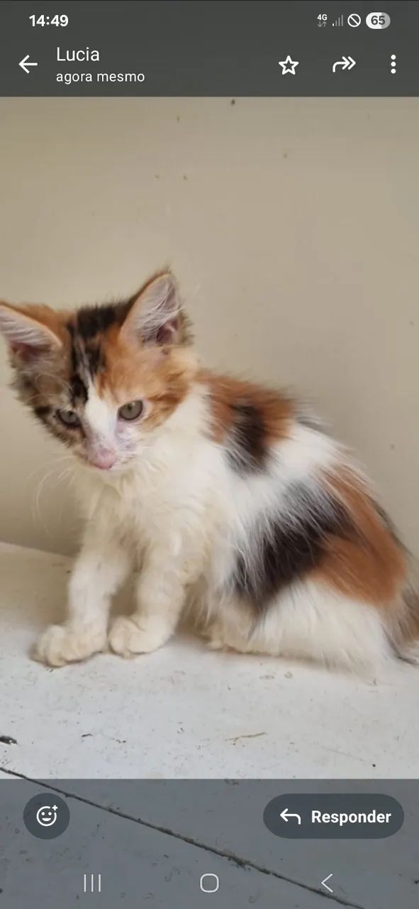 Gatil Menie Cats- Vendo Filhotes de Maine Coon - Foto 2