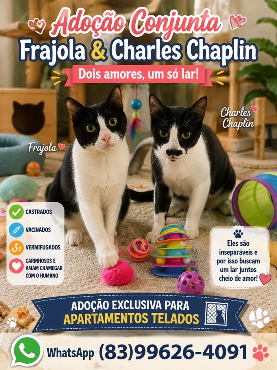 Gatos para doação  - Foto 3