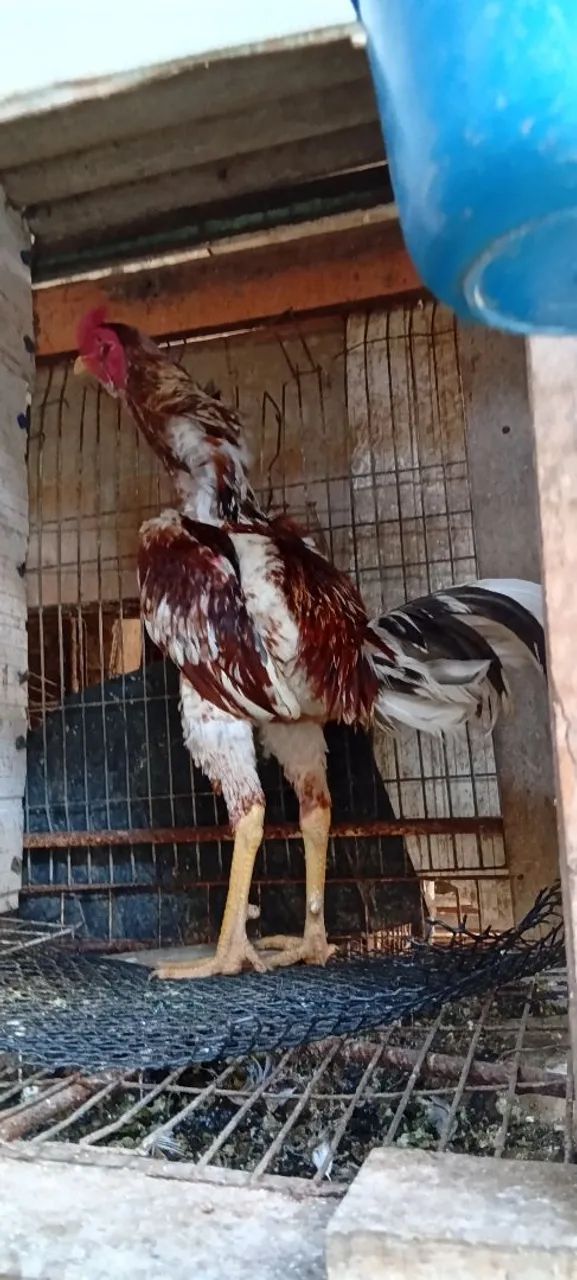 Galo