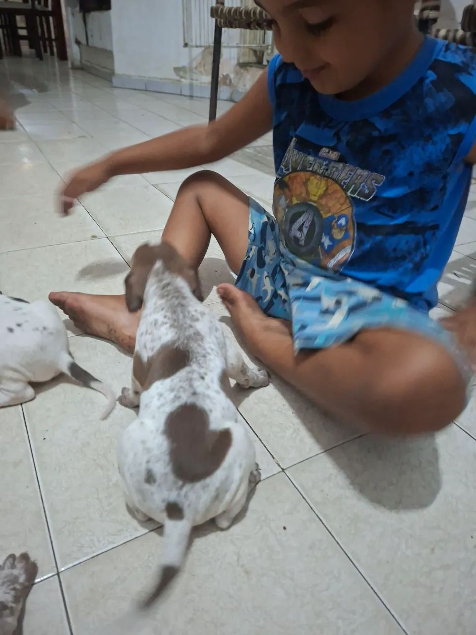 Cachorro perdigueiro  - Foto 5