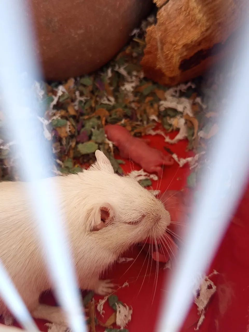 Gerbil - Foto 2