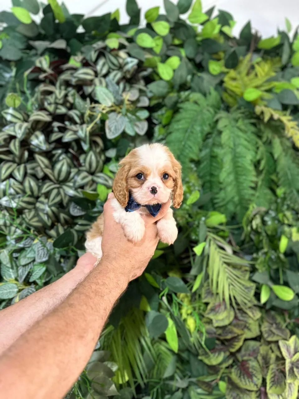 Cavalier king charles - Foto 2