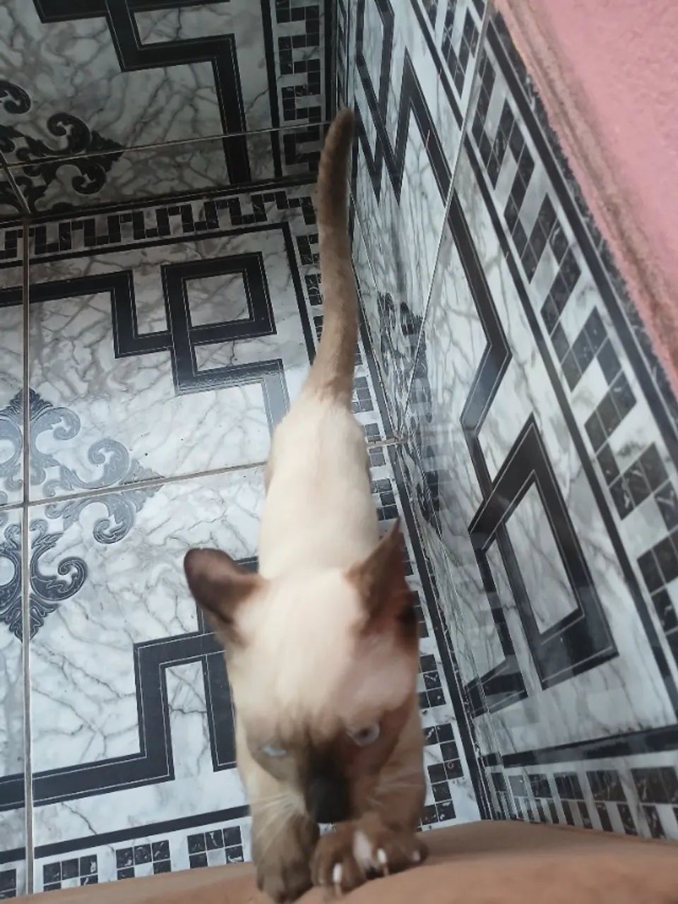 Macho bebê disponível para adoção  - Foto 5