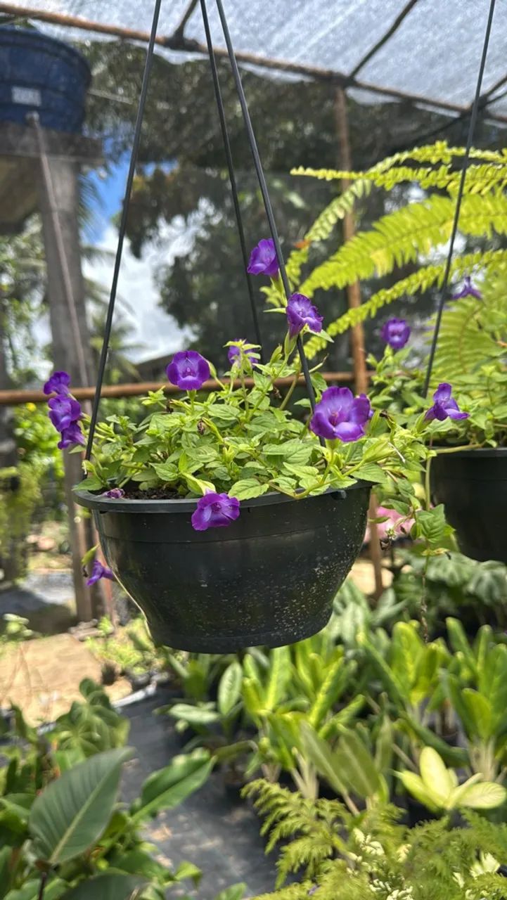 Torenia