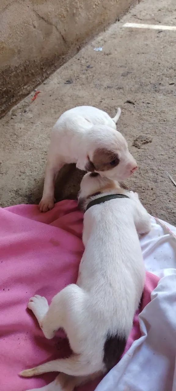 Vende-se pit Bull  - Foto 2