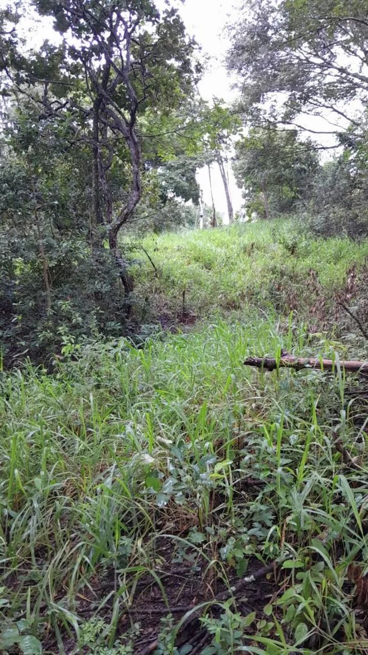 Vendo chácara próximo a caldazinha 10 km  - Foto 5