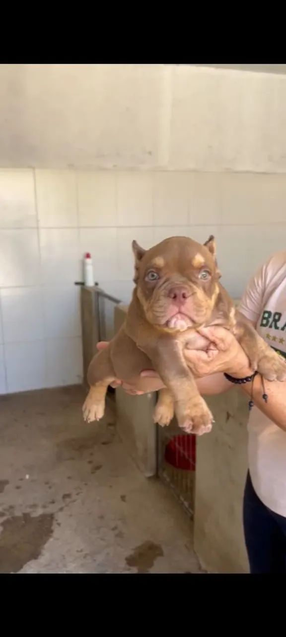 American Bully micro Auto Padrão  - Foto 3