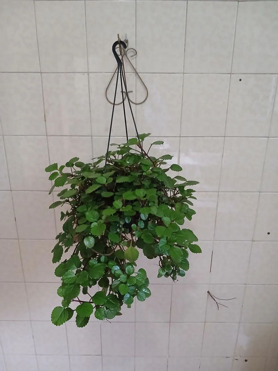 Planta da Prosperidade (Dólar) - Foto 5