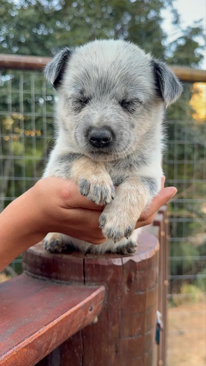 Blue Heeler  - Foto 2