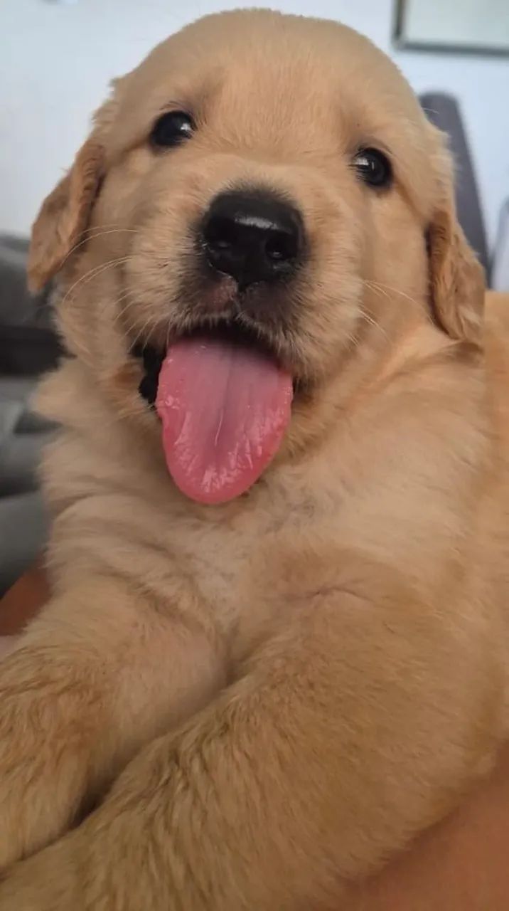 Filhote Golden Retriever  - Foto 5