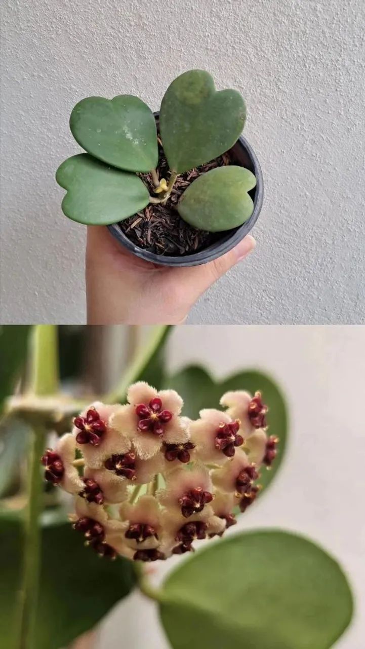 Planta flor de cera planta 