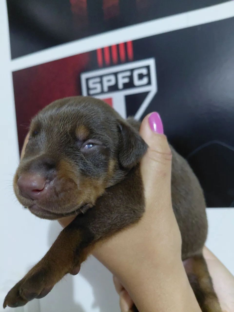 Doberman  - Foto 2