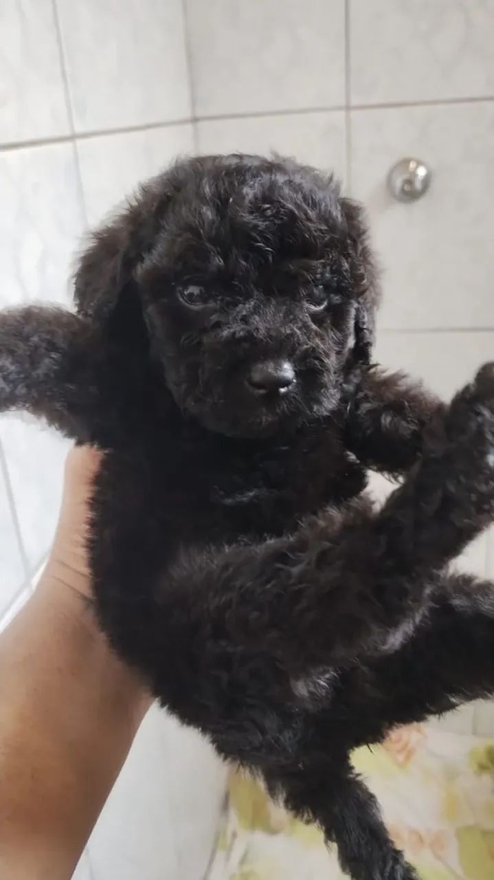 Poodle Toy Red e Preto. - Foto 2