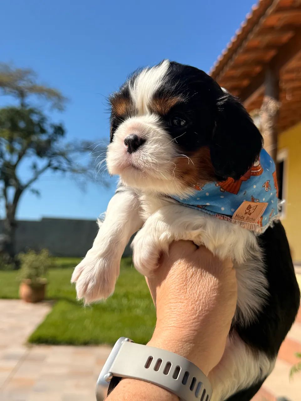 Cavalier King Charles  - Foto 2