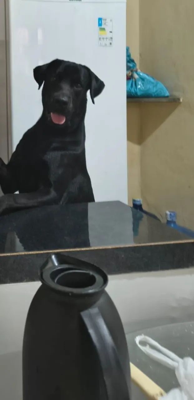 Labrador para cruzar - Foto 3