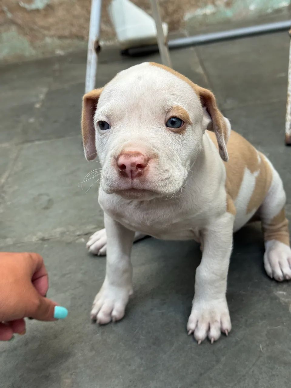 Pitbull red nouse - Foto 3