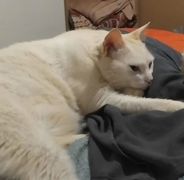 Doacao de gato - Foto 2